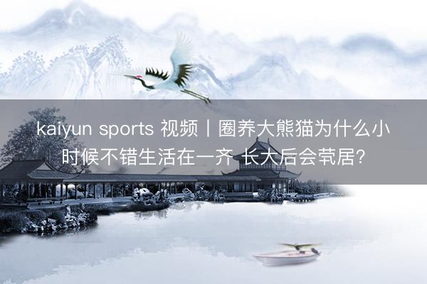 kaiyun sports 视频丨圈养大熊猫为什么小时候不错生活在一齐 长大后会茕居?